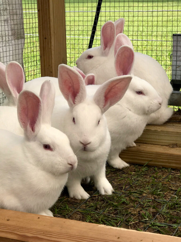 Rabbits