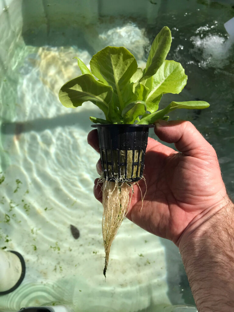 A small lettuce plant with large roots.