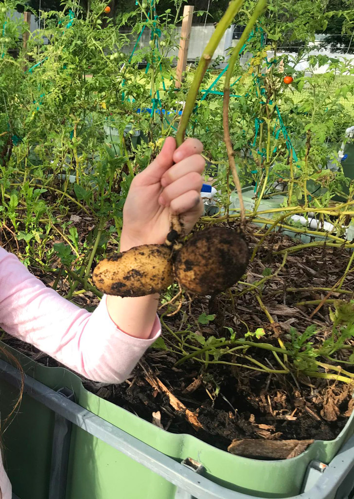 Brianna holding fresh potatoes