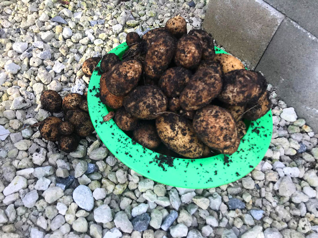 Our potato harvest