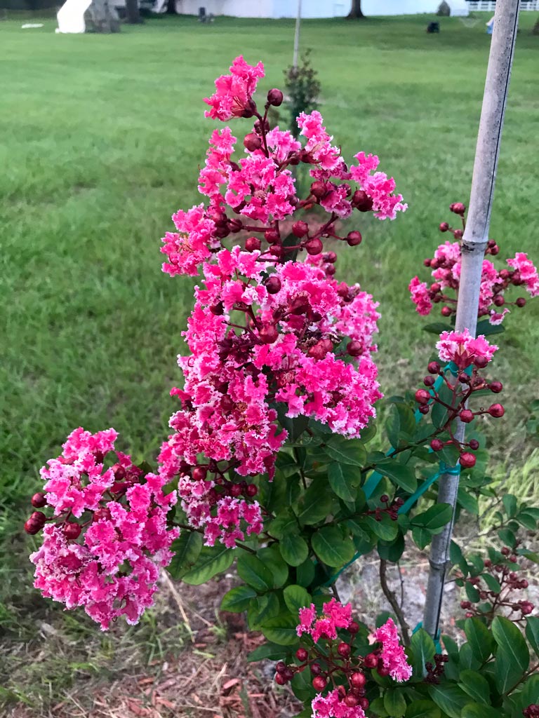 Crape Myrtle tree