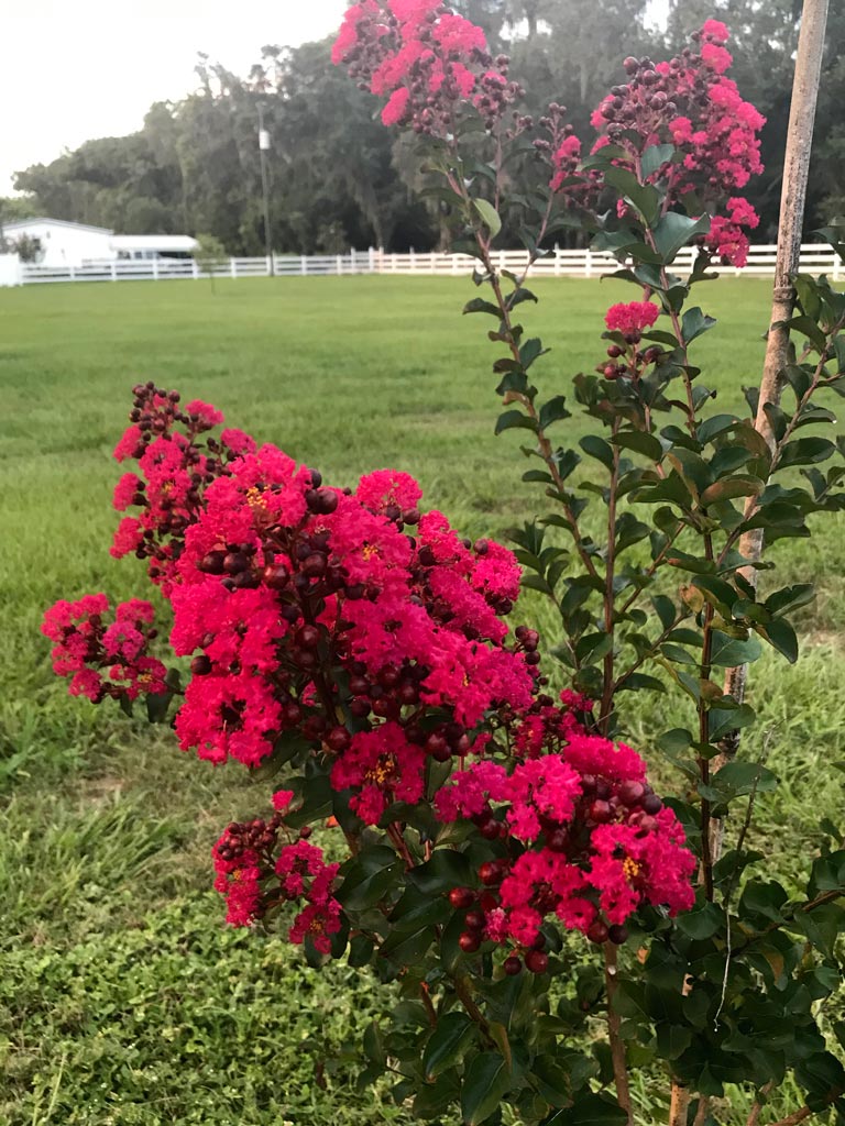 Crape Myrtle tree