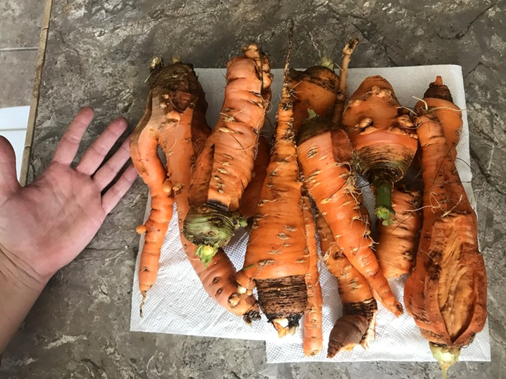 carrots grown in an aquaponics system